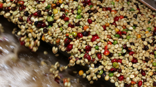 How Coffee Beans Are Decaffeinated: A Step-by-Step Guide